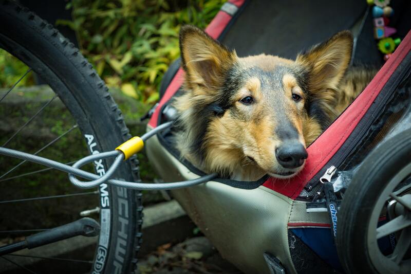 honden fietskar