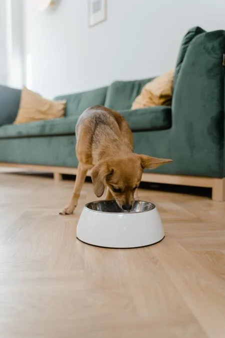 PawHut Pet Feeder Dispenser Intelligent Feeder Automatic Feeder for Dogs and Cats, 6 Compartments, Music Function, Timer, White/Grey