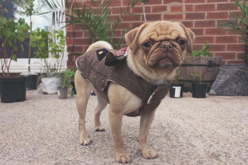 honden bodywarmer