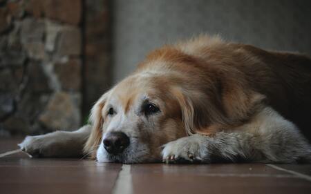 senior brokken hond