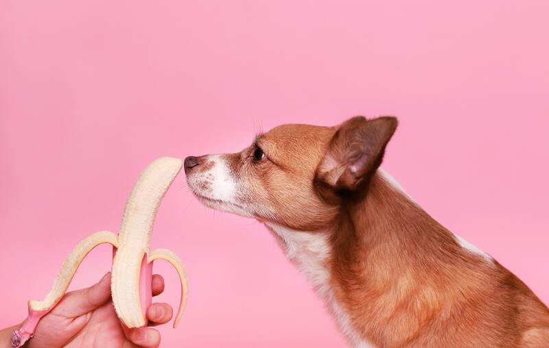 mag een hond banaan eten