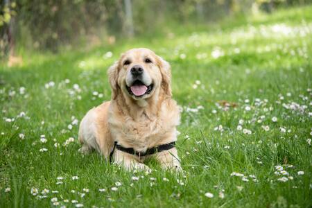 labrador handboek ervaringen