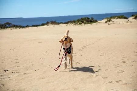 Grondanker hond - veilig en stevig - 1 stuk - rood