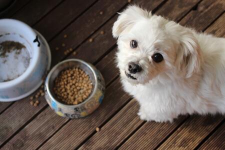 hond voer