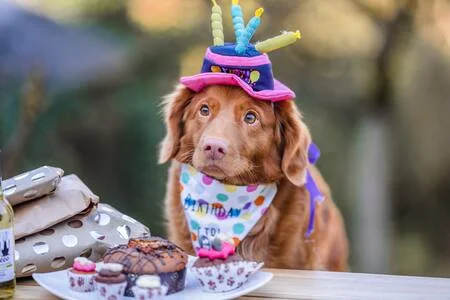 Kortharige staande hond Happy Birthday-kaart (6 x 4) met envelop. Blanco binnenkant voor je eigen bericht. Perfect voor elke hondenliefhebber - Nederland