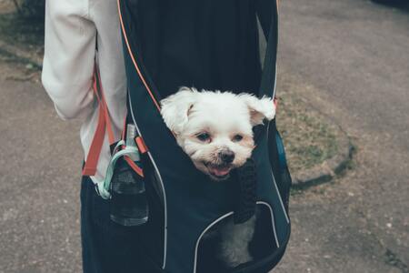 honden rugtas