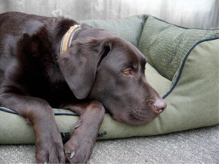 happy house hondenmand