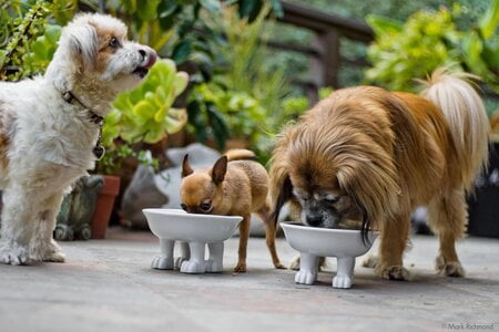 voerbak hond op standaard