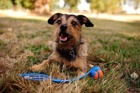 chuckit hondenspeelgoed