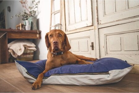 designed by lotte hondenkussen