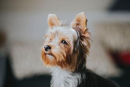 honden die klein blijven