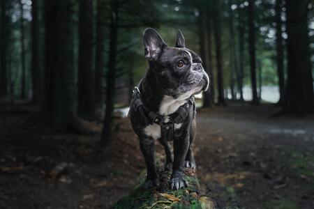 kleine hond soorten