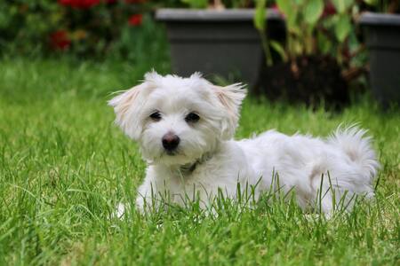 kleine hond