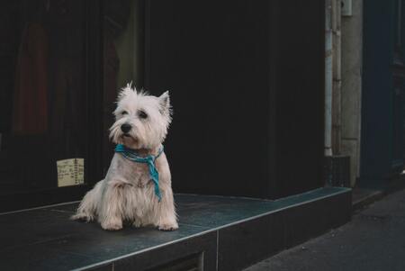 kleine honden ras
