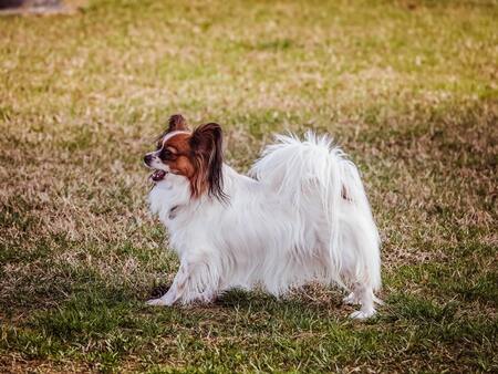 kleine langharige hond