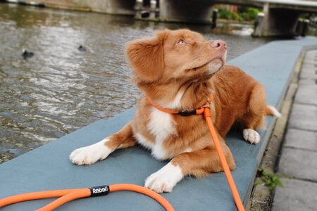 rebel petz hondenriem