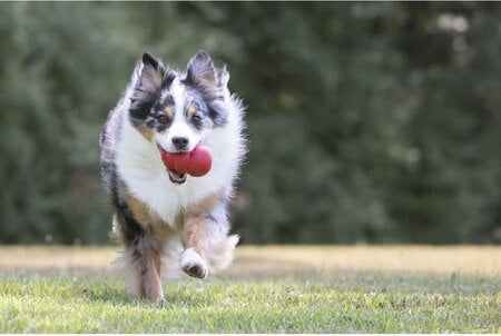 rubber hondenspeelgoed