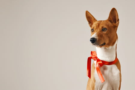 hond basenji