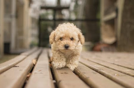 maltipoo hond