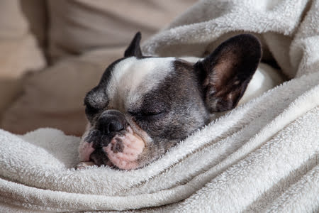 orthopedisch hondenkussen