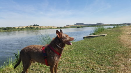 podenco hond