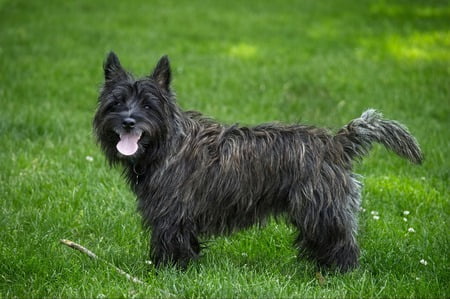 cairn terrier hond