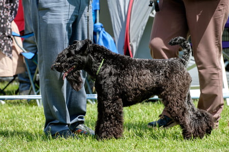 kerry blue terrier