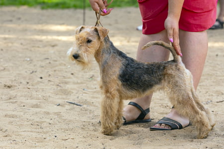 Lakeland Terrier hond