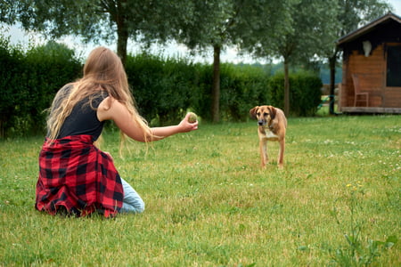 Oostenrijkse Pinscher