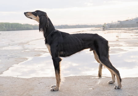saluki hond