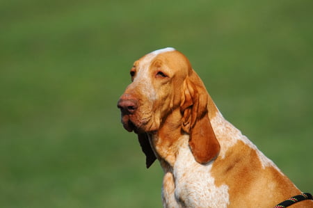 bracco italiano hond