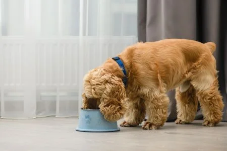 Happy Dog Supreme - Sensible Toscana | Bestellen