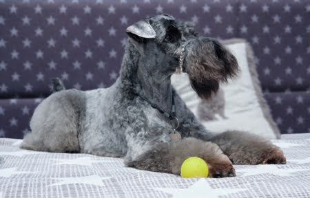hond kerry blue terrier