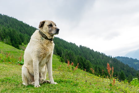 hond kangal