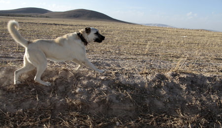kangal kopek