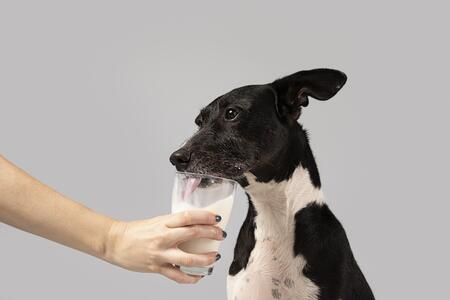 mag een hond melk