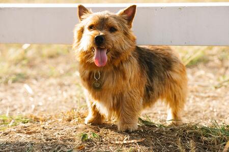 norwich terrier hond