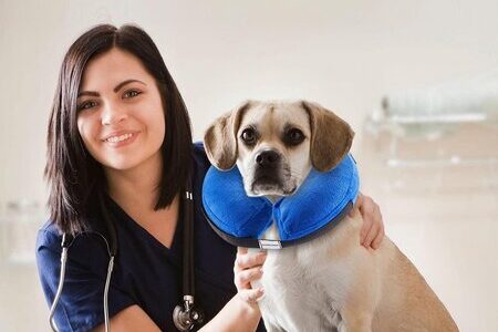 opblaasbare kraag hond