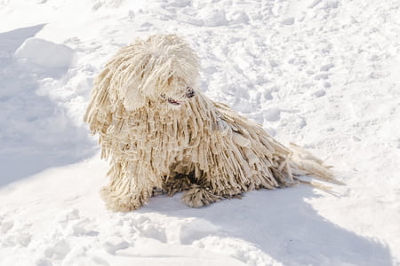 puli hond