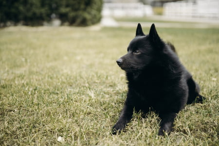 schipperke hond