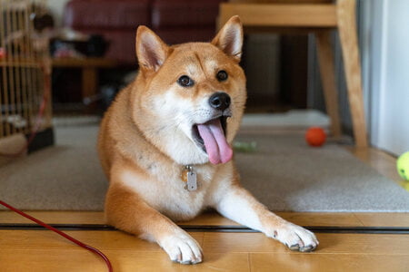 shikoku hond