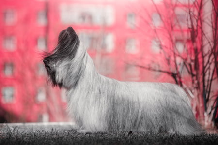 skyeterrier
