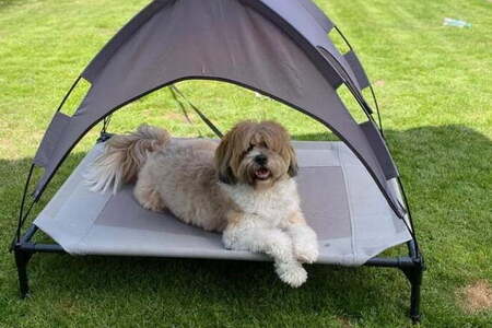 tibetaanse terrier hond