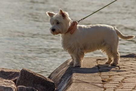 whiteterrier