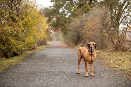 Fila Brasileiro