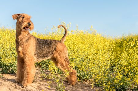 airedale hond