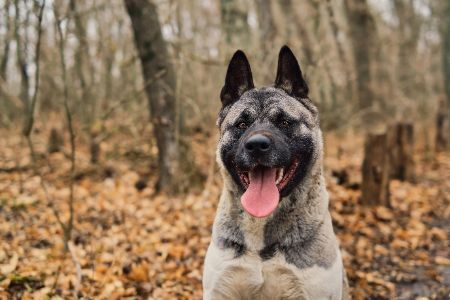 akita amerikaans akita amerikaans
