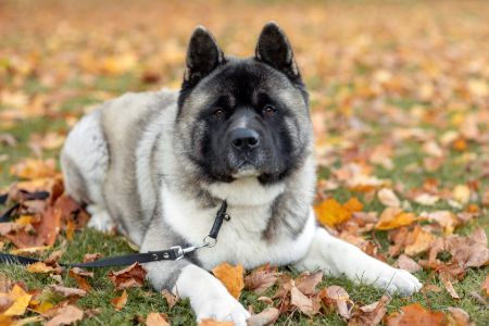amerikaans akita