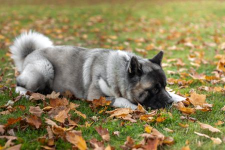 amerikaanse akita amerikaanse akita