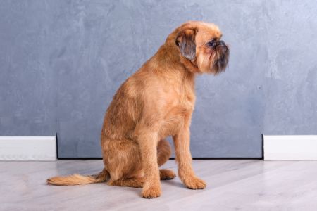 brusselse griffon brusselse griffon